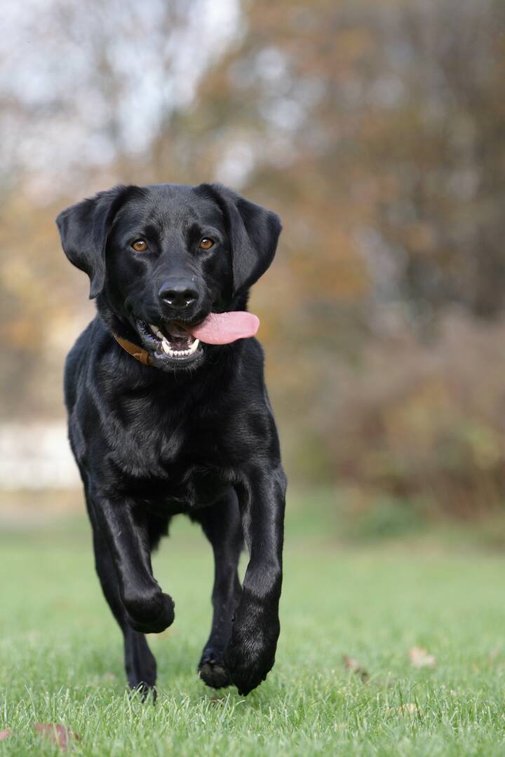 Veterinarians Jacksonville Fl