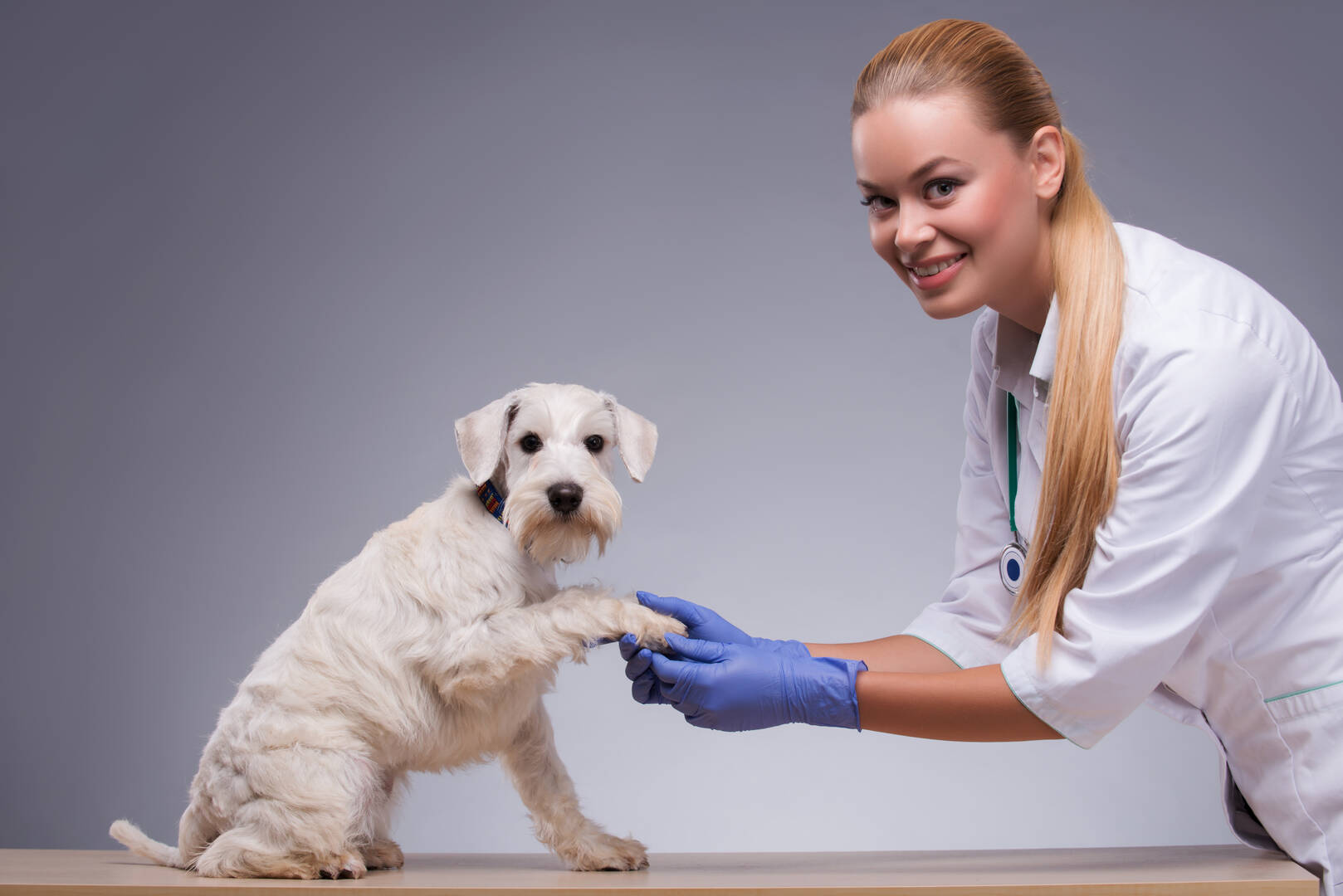 Veterinarian Fresno Ca