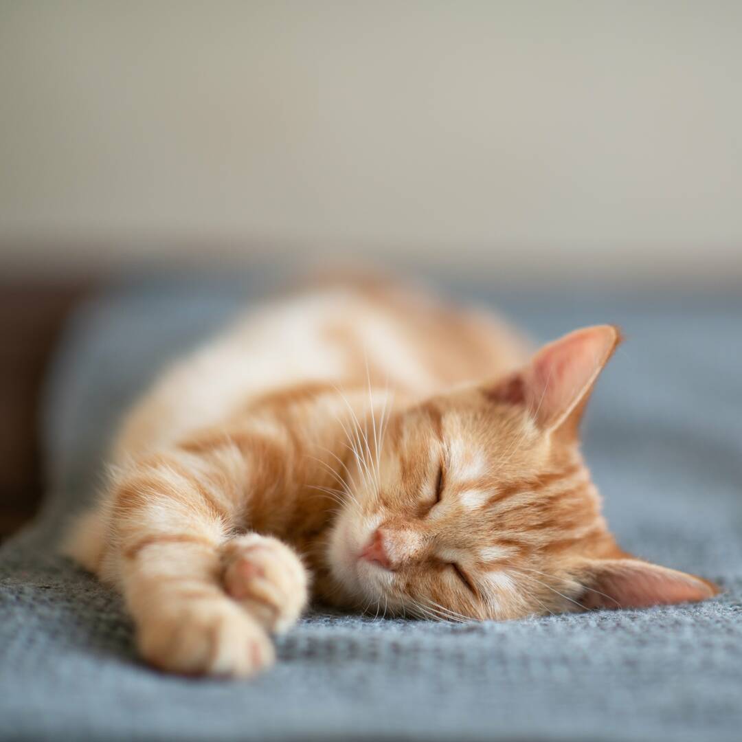 Pet Waste Management Eden Prairie MN