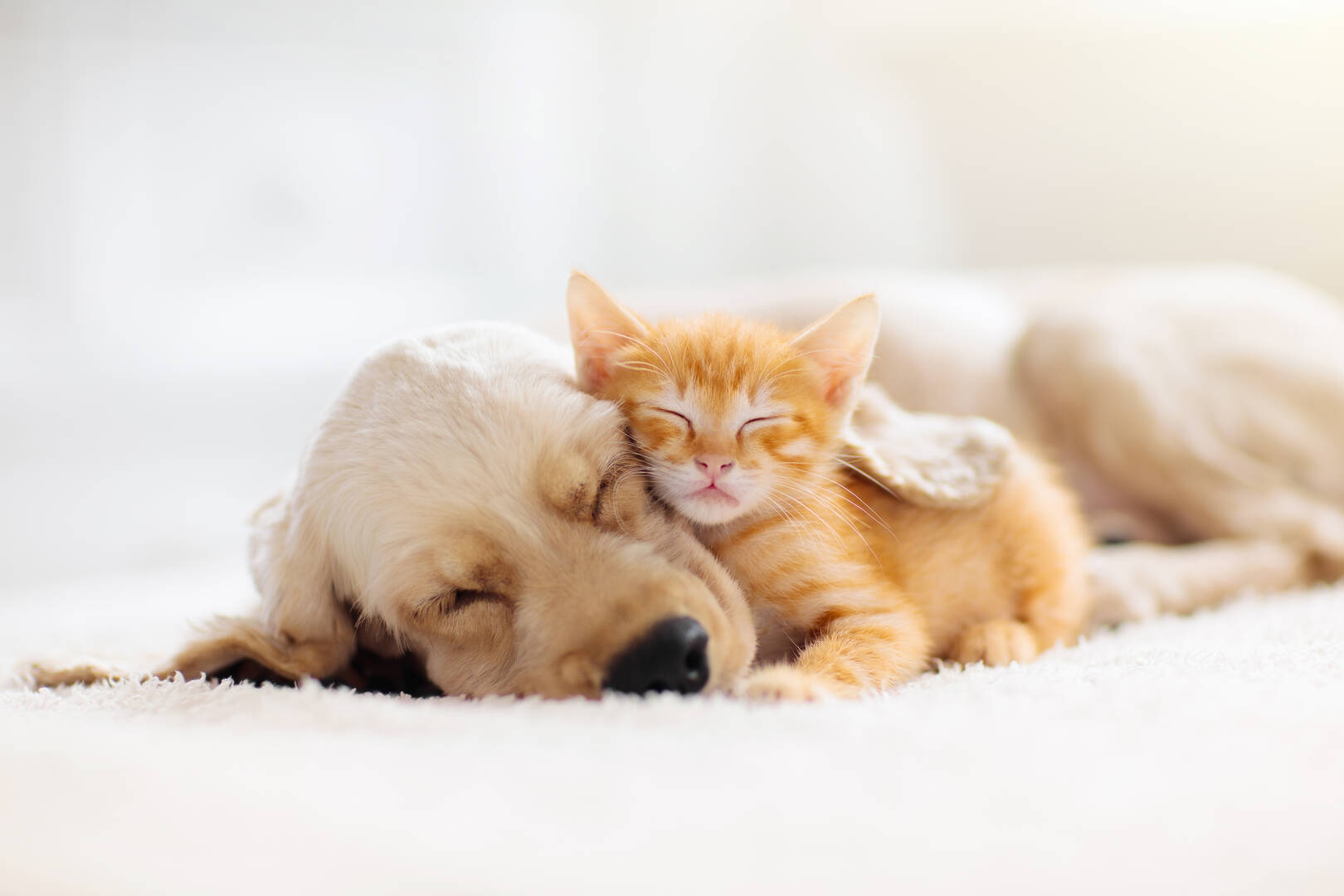 Veterinary Hospital Farmington UT