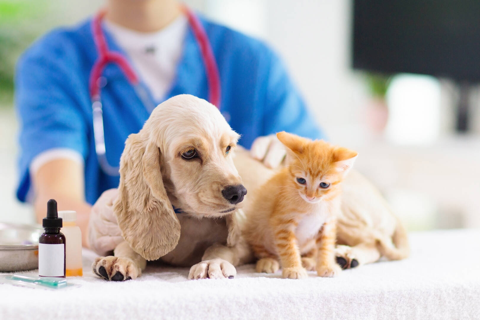 Expert Veterinary Orthopedic Surgery Providing Pain Relief for Pets in St. Charles IL