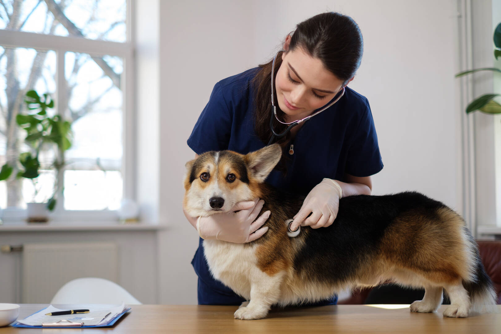 Pet Grooming South Orange Nj