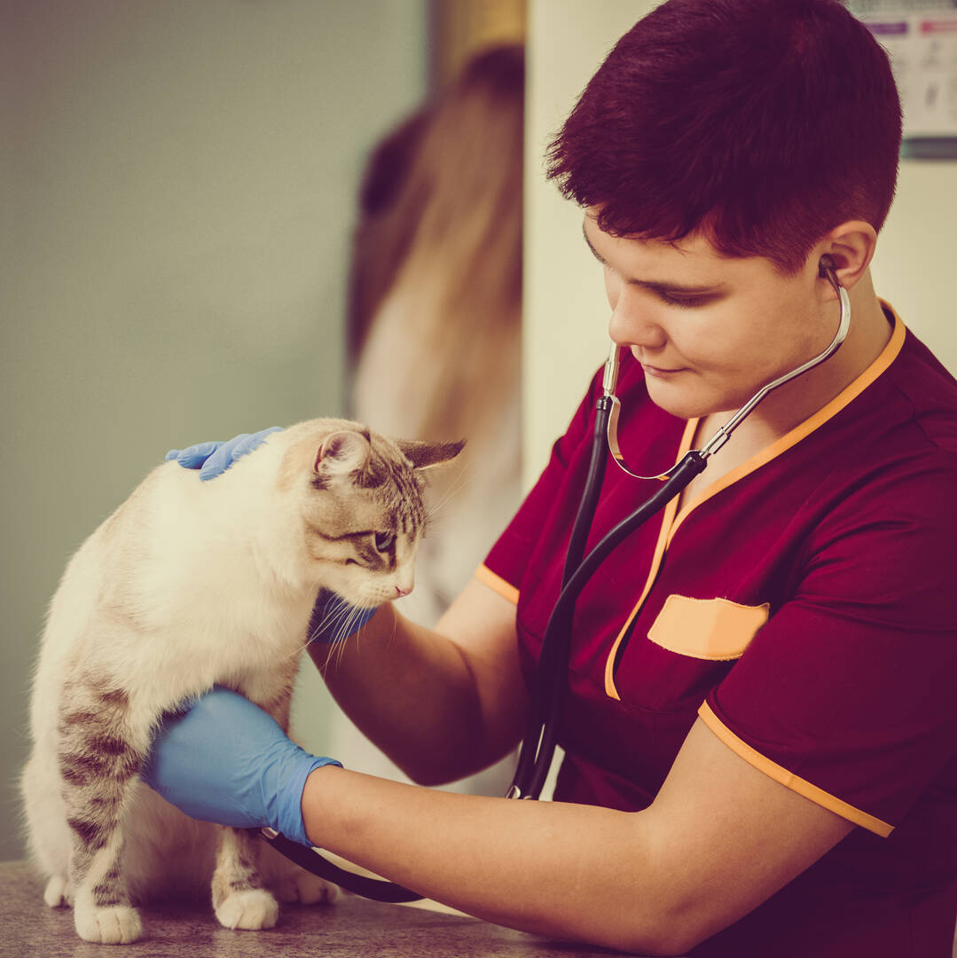 Emergency Pet Surgery with Compassionate Care at All Pet Low Cost Surgery Center Indianapolis IN