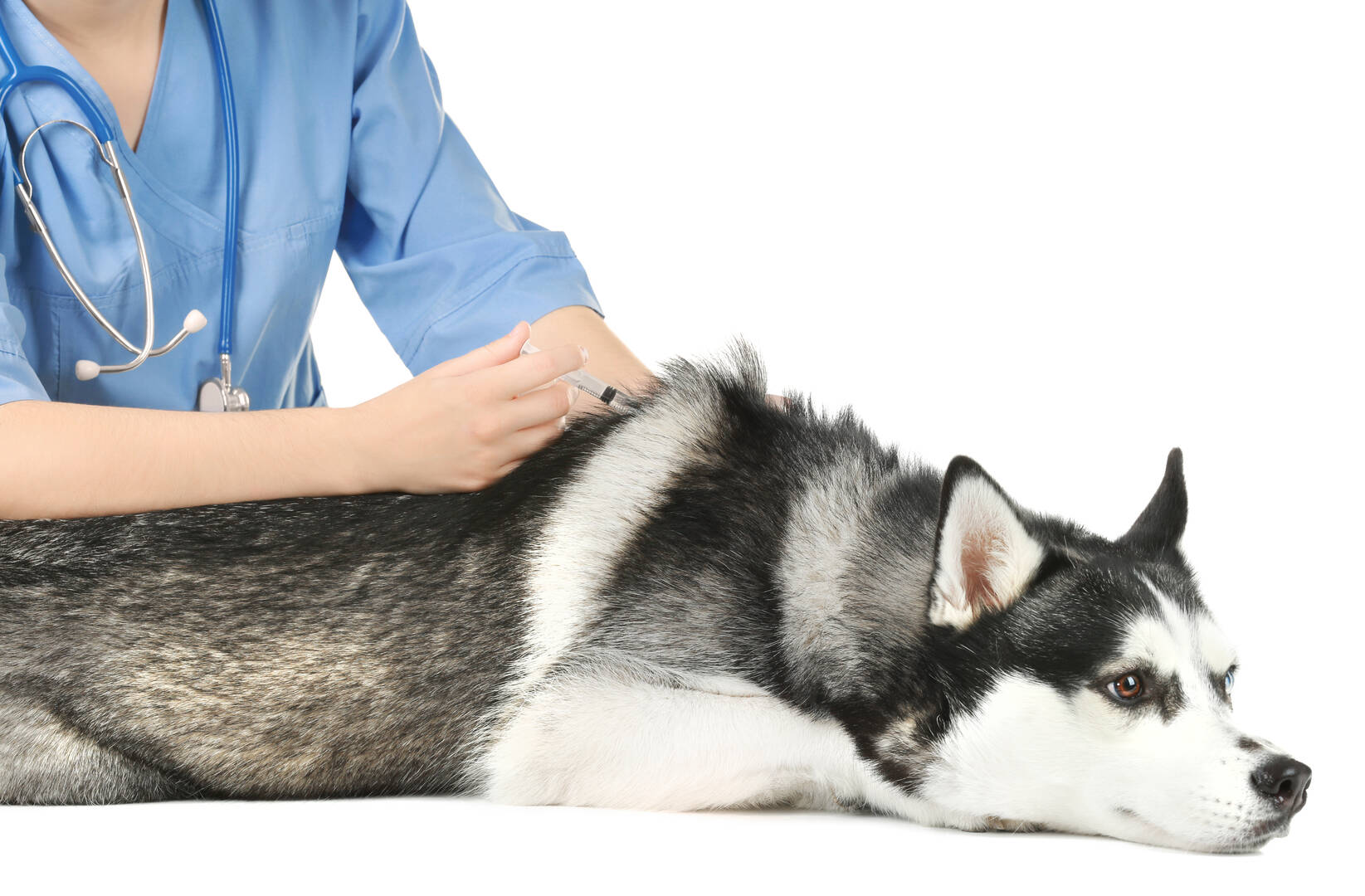 Emergency Veterinary Clinic Ormond Beach FL