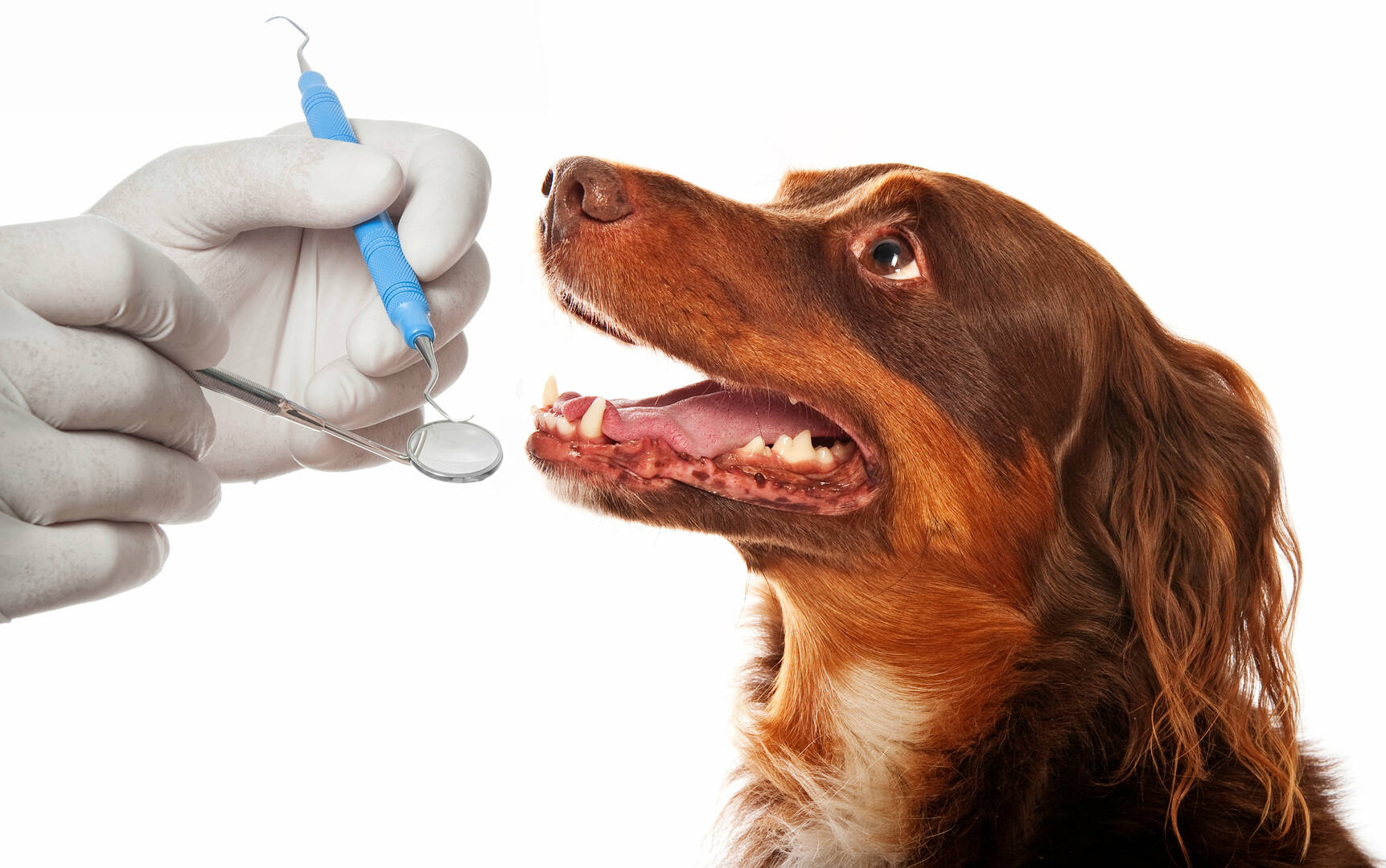 Pest Control Reedsport OR