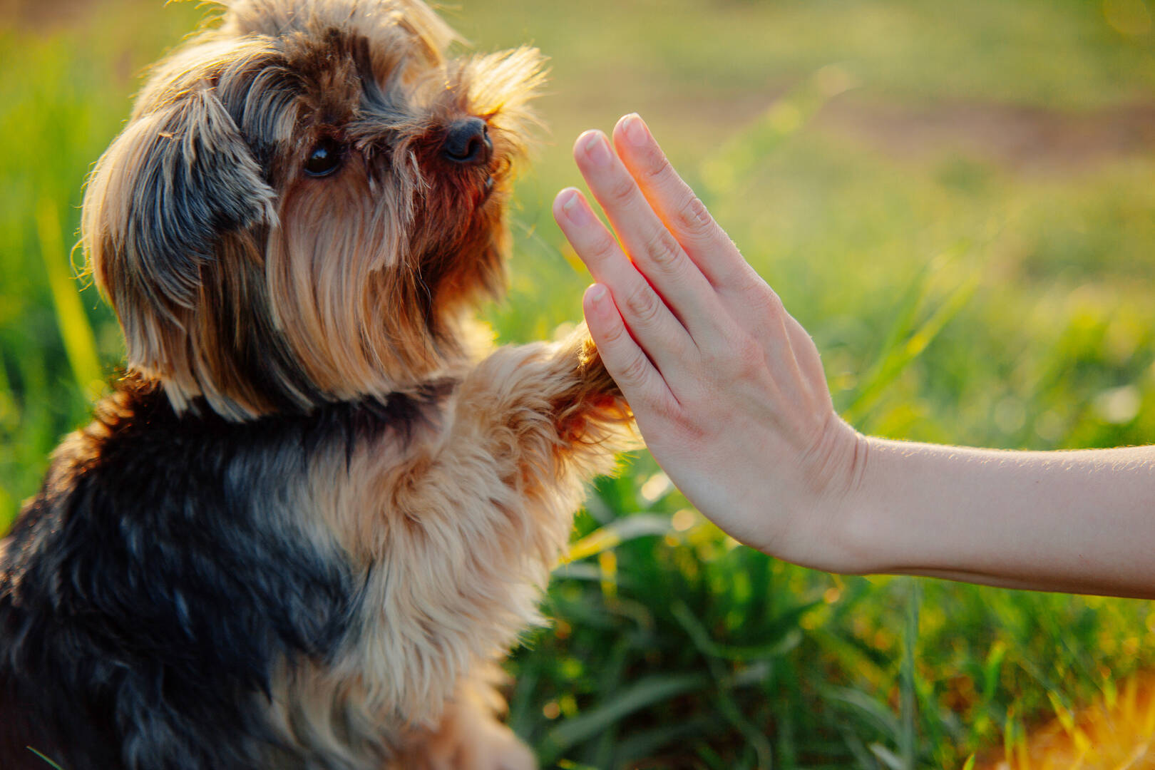 Full Day Dog Care Prince Frederick MD