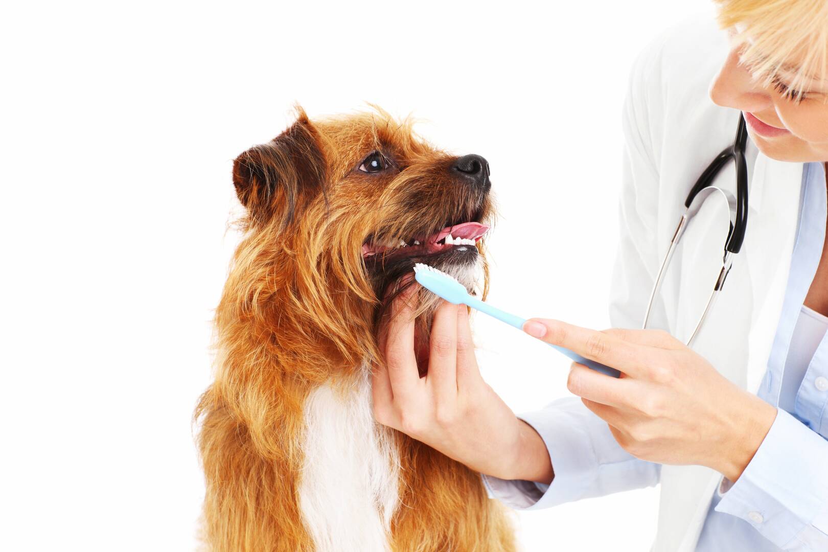 Pet Food Supplier Butler PA
