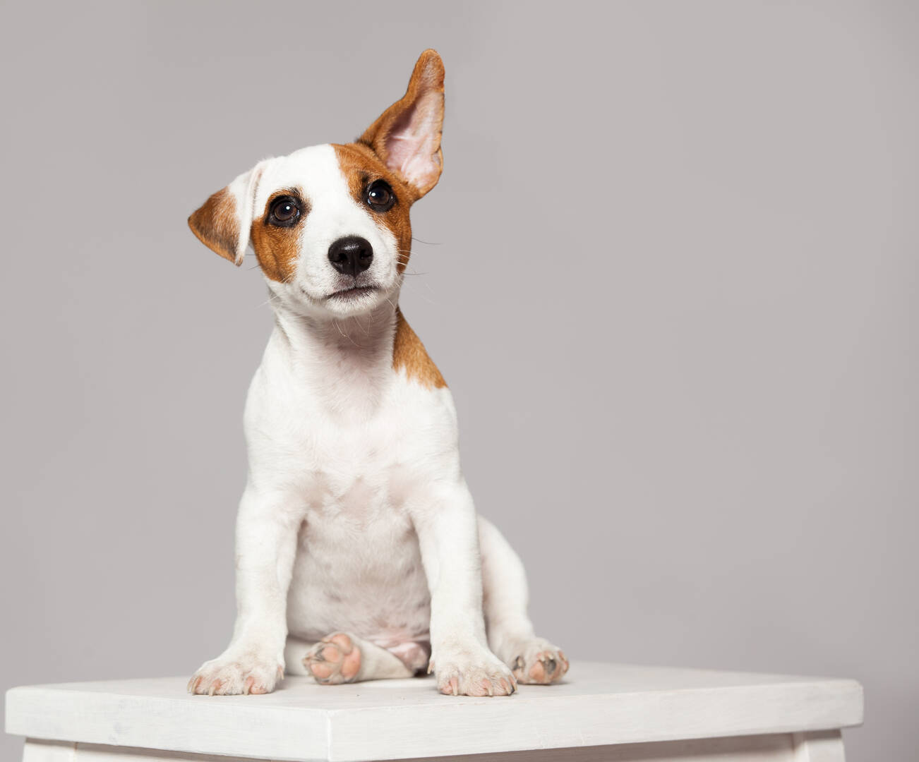 Reliable Pet Care Services in Garden City ID
