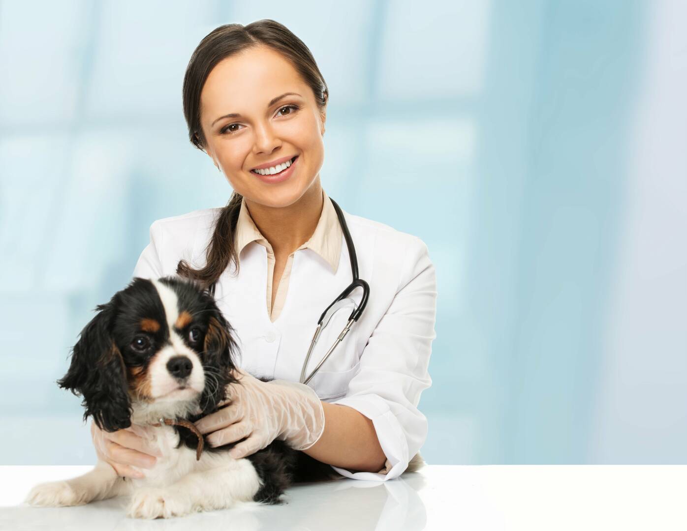 Animal Hospital Bothell Wa