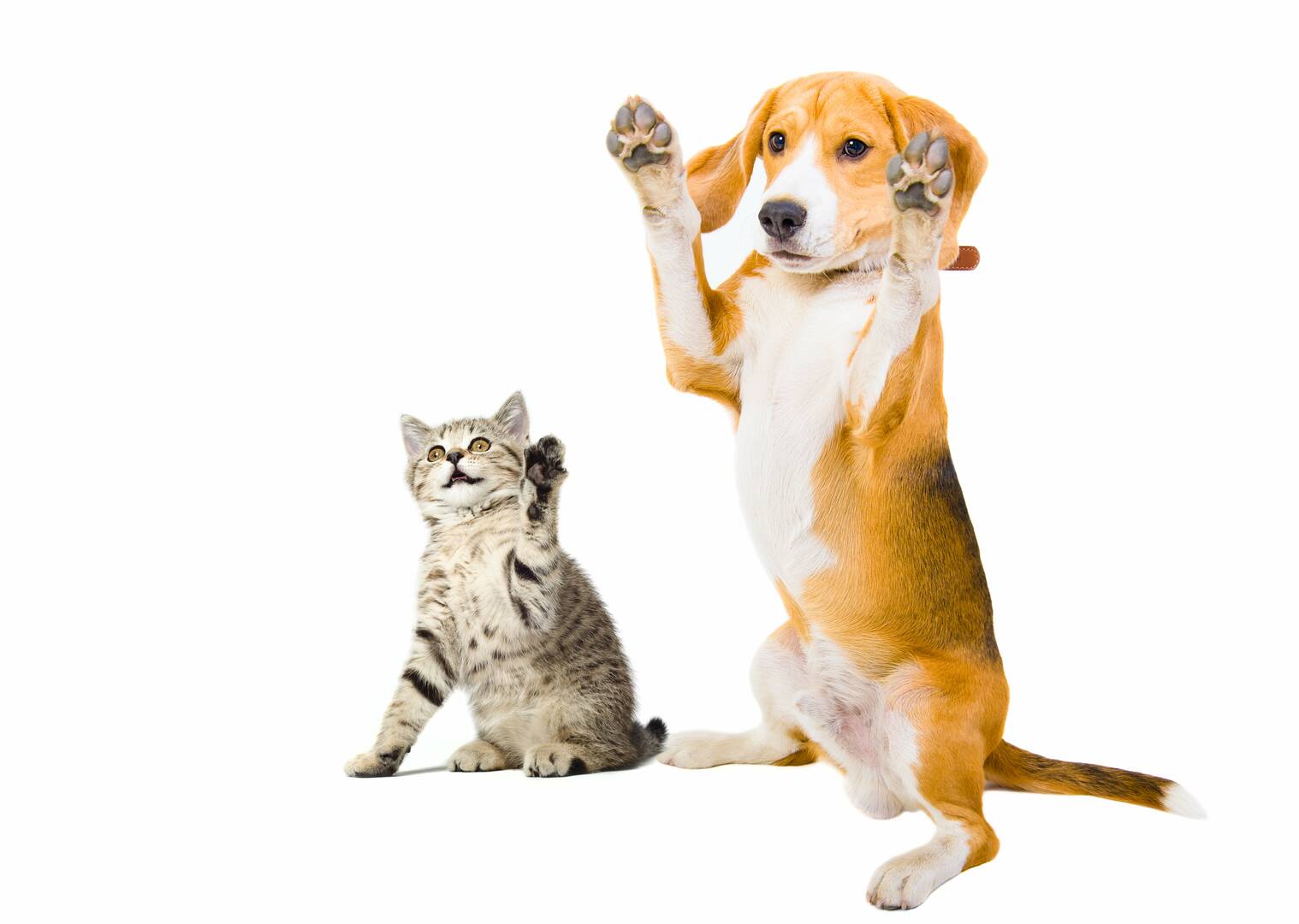 Animal Hospital Manly QLD