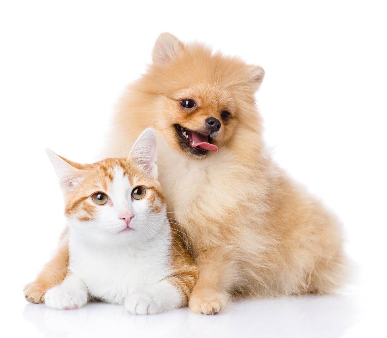 Pet Funeral Service Cheyenne WY